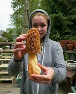 Image result for Bark of an Elm Tree Morel Mushrooms