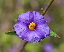 Image result for Manusia Kulit Biru