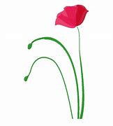 Image result for Poppy Flower Line Drawing