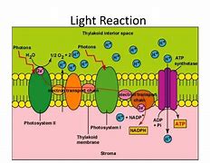 Image result for Diagram for Light Reaction