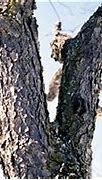 Image result for Black Cherry Tree Bark