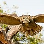 Image result for Eastern Screech Owl Legs