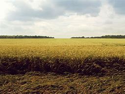 Image result for Fields of Philosophy