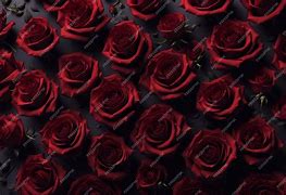 Image result for Dark Maroon Roses