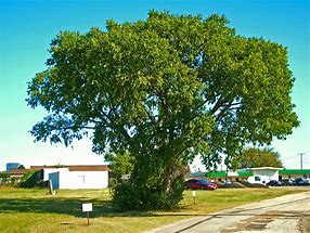 Image result for Elm Tree Ohio