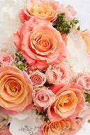 Image result for Pale Coral Rose