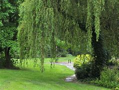 Image result for Chinese Willow Tree