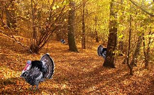 Image result for Autumn Turkey Scenes