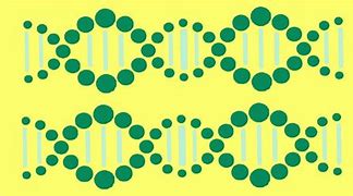 Image result for Biology DNA and RNA