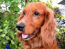 Image result for Jack Russell Terrier Cocker Spaniel Mix