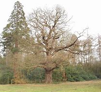 Image result for Oak Tree Autumn