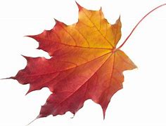 Image result for Fall Leaves Illustration