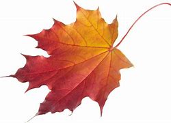 Image result for Free Printables of Fall Leaves