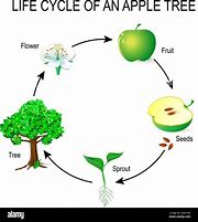 Image result for Apple Tree Life Cycle