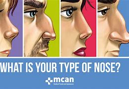 Image result for Italian Nose Shape