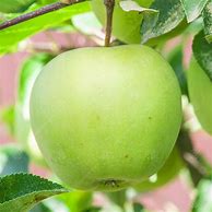 Image result for Golden Delicious Apple Orchard