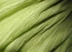 Image result for Green Texture Background