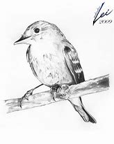 Image result for Detailed Bird Painting