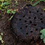 Image result for Elm Tree Sprouting