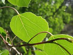 Image result for Aspen Leaf Background