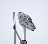 Image result for Owl Perch