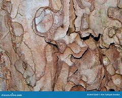 Image result for Eyes On Aspen Tree Bark