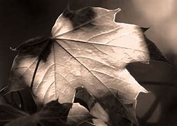 Image result for Aspen Leaf Outline