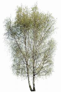 Image result for Betula Pendula