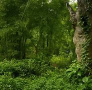 Image result for Jungle Tree Images