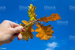 Image result for Red Oak Tree Sapling Identification