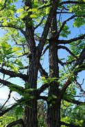 Image result for Largest Bur Oak