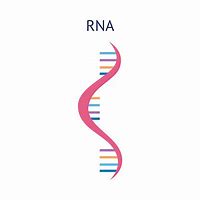 Image result for RNA Illustration