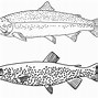 Image result for Trout Fish Coloring Pages