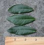 Image result for Live Oak Leaf