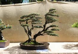 Image result for Windswept Bonsai Trees