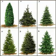 Image result for Best Type of Tree for Christmas Tree