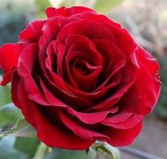 Image result for Flower Rose Colouring Pages