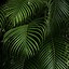 Image result for Palm Leaf Asethetic