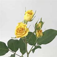 Image result for Yellow Spray Roses