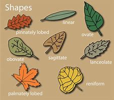 Image result for Simpel Real Leaf Image