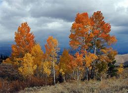 Image result for Landscaping with Aspen Trees