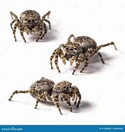 Image result for Jumping Spider Background