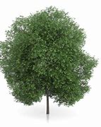 Image result for Tree 3D Model Free