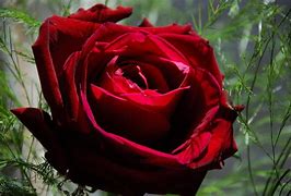 Image result for Dark Red Rose Painting