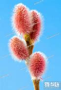 Image result for Salix Species