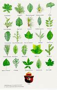 Image result for Red Leaf Trees Identification