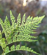 Image result for Fern Frond Spores