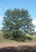 Image result for Different Types of Oak Tree Leaves