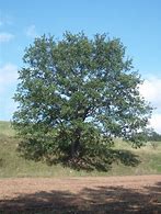 Image result for Oak Tree Taxonomy