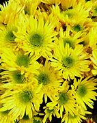 Image result for Fall Mums Screensavers